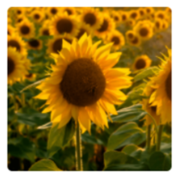 Sunshine and Sunflowers