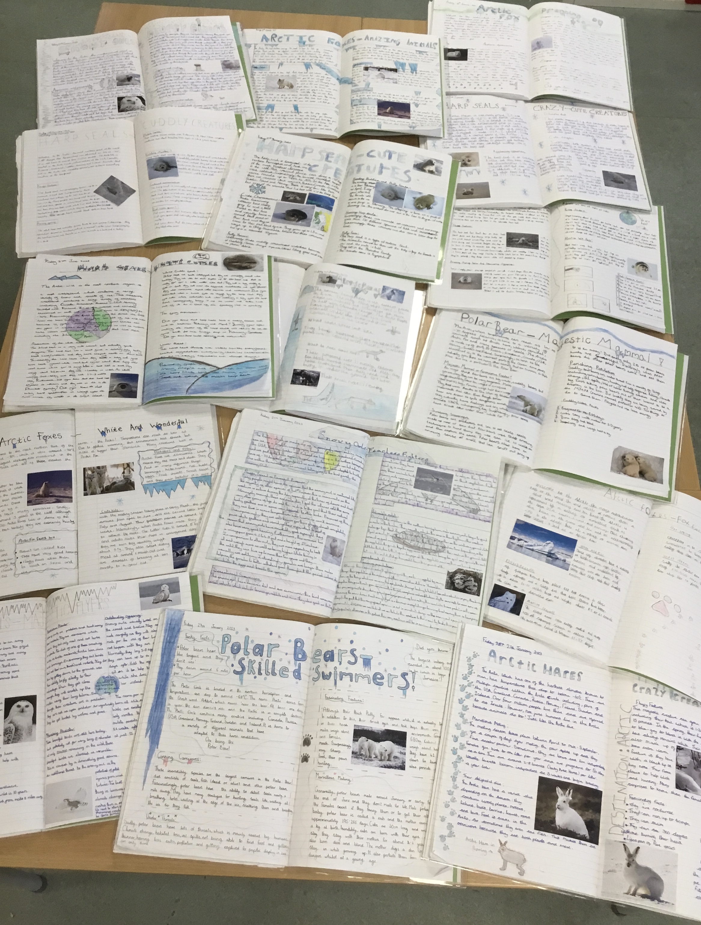 Year 6's amazing non-chronological reports.